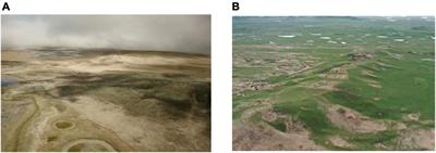 Effect of Polymer Mixtures on Physical-Chemical Properties of Sandy Soil and Plant Growth